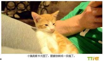 小猫有趣爆料视频下载,小猫趣味爆料视频集锦
